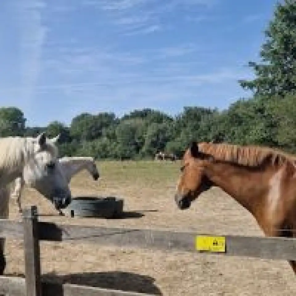 découvrez le poney club houssay : balades à poney, cours d'équitation pour tous âges, stages vacances et ambiance conviviale près de chez vous. rejoignez-nous pour vivre votre passion du cheval !