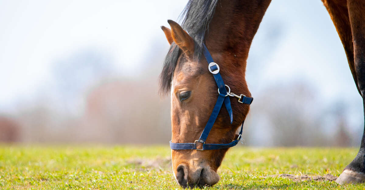 découvrez le poney club monteclin : des activités équestres pour enfants et adultes, des cours d'équitation adaptés à tous les niveaux, dans une ambiance conviviale et un cadre naturel exceptionnel.