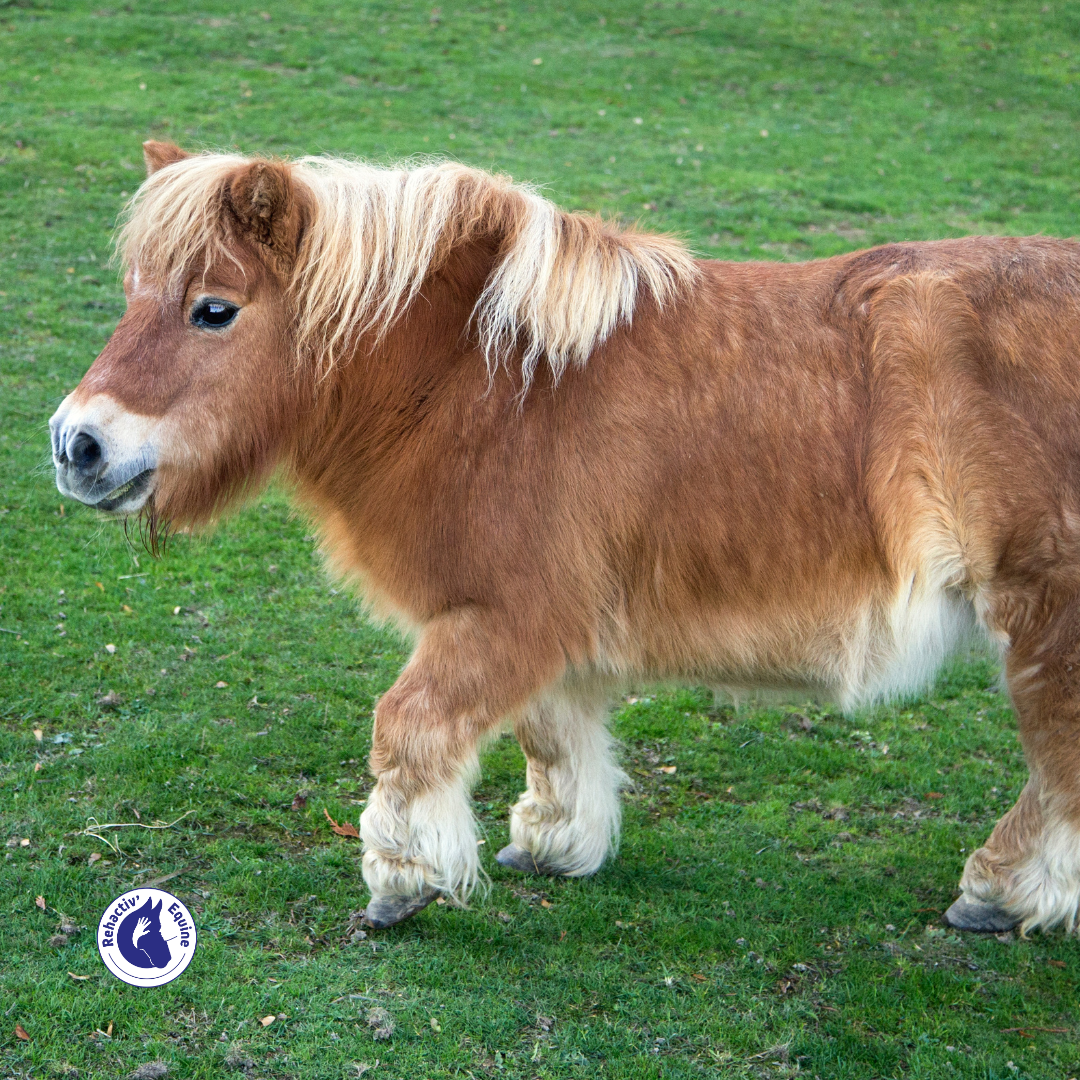 découvrez tout sur le syndrome de cushing équin : symptômes, diagnostic et options de traitement pour assurer la santé et le bien-être de votre cheval.