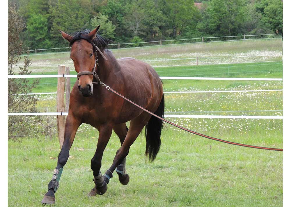 découvrez les étapes essentielles et conseils pratiques pour le débourrage de votre cheval, afin d'assurer une formation en douceur et efficace.
