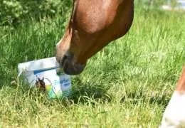 découvrez les usages et bienfaits de la bardane pour le cheval, ses propriétés naturelles pour améliorer la santé et le bien-être équin.