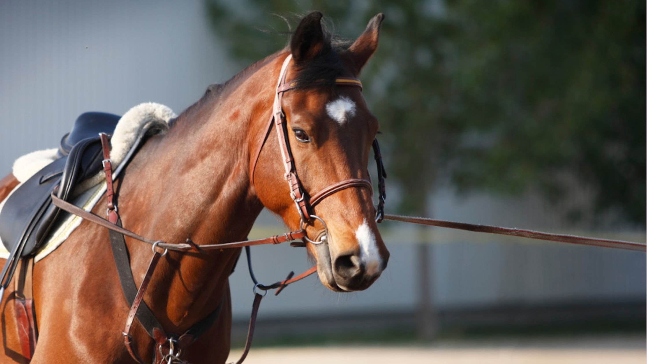 découvrez comment choisir une longe adaptée à la présentation de votre cheval pour assurer sécurité, confort et contrôle optimal lors de vos séances.