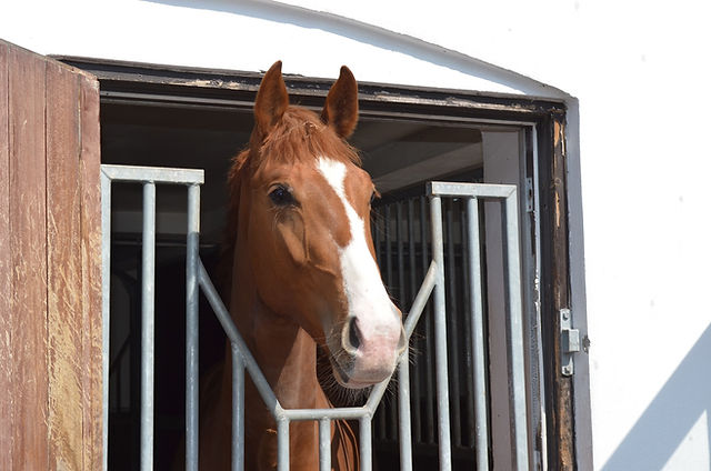 découvrez les avantages des boxes en bois pour chevaux et suivez nos conseils pour une installation facile et optimale.