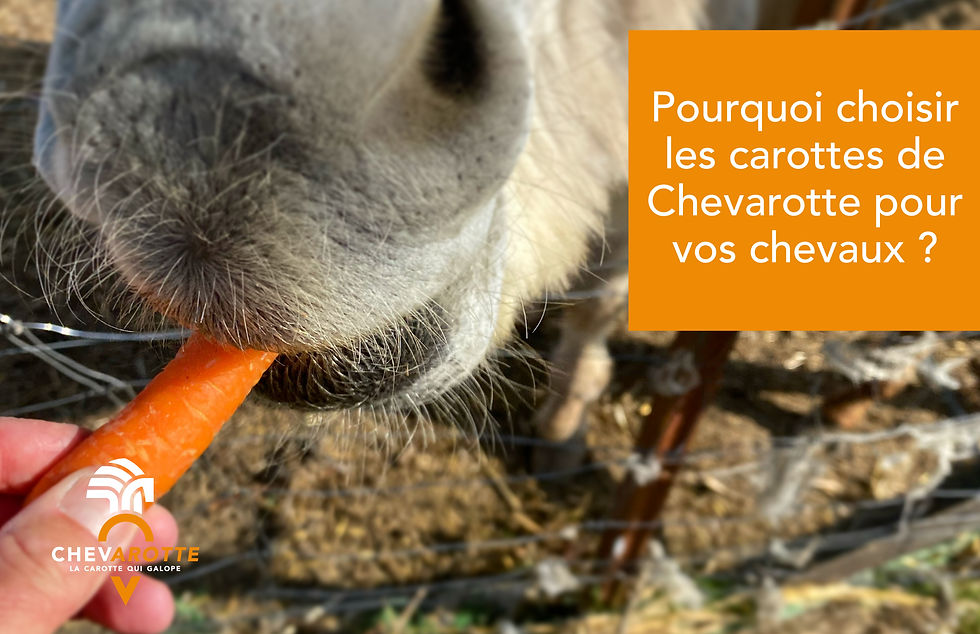 découvrez notre guide d'achat complet pour acheter des carottes en gros destinées aux chevaux, avec des conseils pour choisir des produits de qualité au meilleur prix.